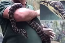 Hãi hùng cảnh trăn khổng lồ nghiện ma túy "phê"