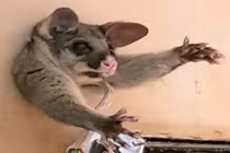 Chồn opossum mắc kẹt trong tường và nguyên nhân "chết cười"