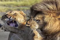 Khi động vật hoang dã không nể nang đồng loại 