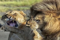 Khi động vật hoang dã không nể nang đồng loại 