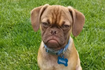 Chết cười khuôn mặt cáu kỉnh của động vật