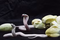 Ảnh cực hiếm: Cảnh rắn hổ mang trắng mới nở 