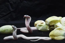 Ảnh cực hiếm: Cảnh rắn hổ mang trắng mới nở 