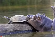 Hà mã con vui tính dọa rùa sợ chết khiếp