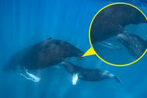 Ngoạn mục cảnh cá voi lưng gù cho con bú