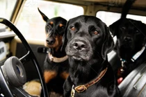 Choáng váng chó nhảy lên ô tô chủ nhân, lái vòng quanh dọa người