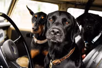 Choáng váng chó nhảy lên ô tô chủ nhân, lái vòng quanh dọa người