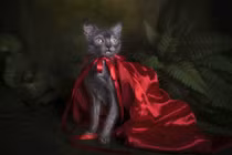 Giật mình ngoại hình giống mèo sói biến dị 