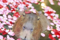 Phát hờn với chuột lang nước khi valentine FA vẫn sang chảnh 