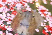 Phát hờn với chuột lang nước khi valentine FA vẫn sang chảnh 