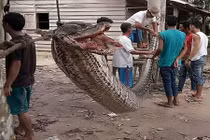 Tử chiến trăn khổng lồ 7m, người đàn ông làm được điều không tưởng 