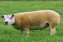 Sốc: Loài cừu đặc biệt vừa giống cừu vừa giống chó 