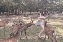 Cô gái diện váy ngắn cho hươu ăn, con vật bỗng hành động "sốc"...