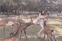 Cô gái diện váy ngắn cho hươu ăn, con vật bỗng hành động "sốc"...