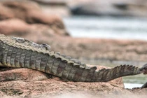 Rái cá không biết sợ trêu ghẹo cá sấu đầy kịch tính