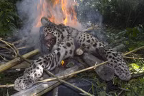 Rùng mình cảnh báo đốm bị giết chết dã man