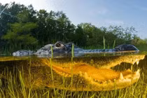 Thiên nhiên hoang dã trong loạt ảnh chụp mặt nước đẹp nhất