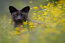 Mê mẩn vẻ đẹp "hiếm" của loài cáo đen hoang dã 