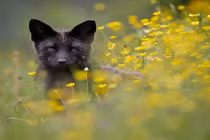 Mê mẩn vẻ đẹp "hiếm" của loài cáo đen hoang dã 