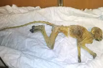 Cải tạo trung tâm mua sắm, phát hiện xác ướp khỉ kỳ bí