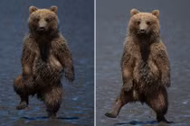 Gấu con nhảy nhót vũ điệu rừng rậm "dọa" nhiếp ảnh gia