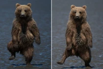 Gấu con nhảy nhót vũ điệu rừng rậm "dọa" nhiếp ảnh gia