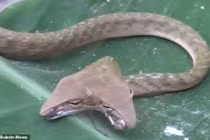 Sửng sốt rắn hai đầu xuất hiện "náo loạn"