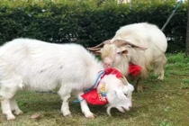  Tận mắt đám cưới của cặp đôi dê, “hoành tráng” ngay sân trường