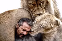 Ly kỳ sự gắn bó giữa người và sư tử hoang dã