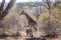 Hươu cao cổ con dũng cảm chống chọi nanh vuốt sư tử 