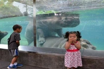 Khi ngôi sao động vật “dày mặt” hoan lạc trước du khách 