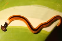 Giun ăn thịt khổng lồ châu Á và sự tàn phá kinh hoàng