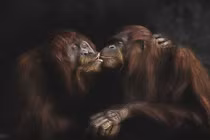 Khoảnh khắc cực ấn tượng của động vật hoang dã