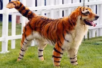 Những xu hướng thời trang tệ nhất dành cho loài chó