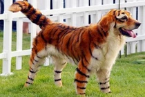 Những xu hướng thời trang tệ nhất dành cho loài chó