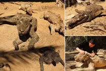 Kinh hoàng xác ướp động vật la liệt tại sở thú