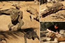 Kinh hoàng xác ướp động vật la liệt tại sở thú