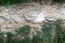 Ghê rợn cảnh hàng ngàn con giun bò lổm ngổm đầy đường