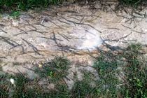 Ghê rợn cảnh hàng ngàn con giun bò lổm ngổm đầy đường