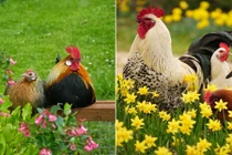 Ảnh đẹp mê mẩn về chuyện yêu đương của loài gà