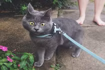 Kevin, chú mèo có khuôn mặt luôn luôn ngạc nhiên 