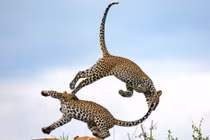 Chị em báo hoa mai kịch chiến, nhào lộn xuất sắc