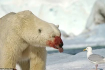 Gấu Bắc cực đẫm máu làm điều “dị” với chim mòng biển 