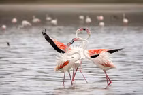 Hồng hạc khiến người ghen tị với tình yêu đẹp như tranh vẽ 