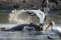 Hãi hùng những lần cá sấu ăn thịt đồng loại