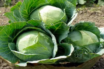 Rau cải bắp - món ngon chữa được nhiều loại bệnh