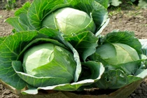 Rau cải bắp - món ngon chữa được nhiều loại bệnh