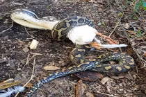 Thấy tiếng động lạ ngoài vườn, chủ nhà ra xem rồi "chết đứng"...