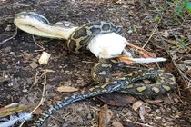 Thấy tiếng động lạ ngoài vườn, chủ nhà ra xem rồi "chết đứng"...