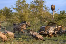 Linh cẩu và kền kền đại chiến giành xác thối 